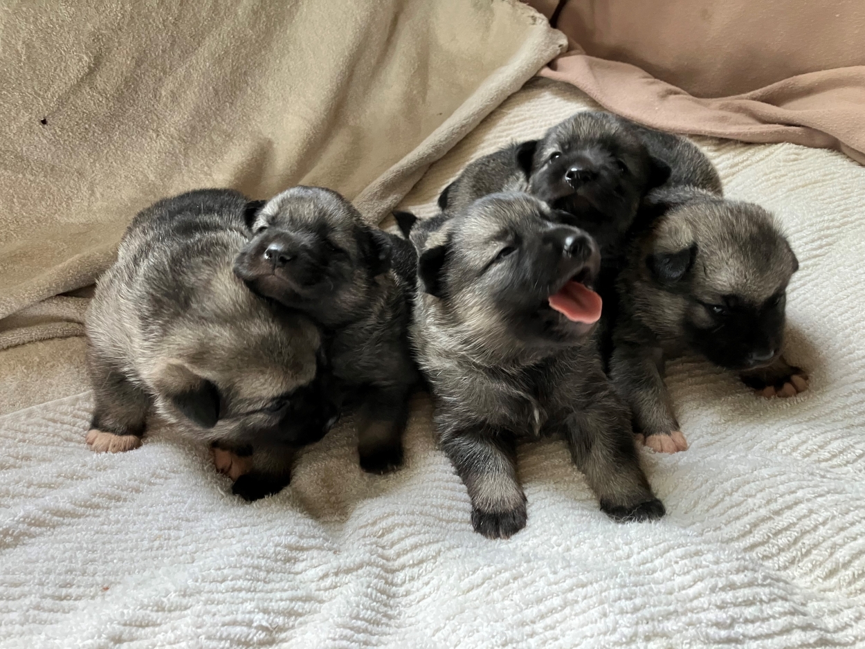 5 Female Norwegian Elkhound Pups