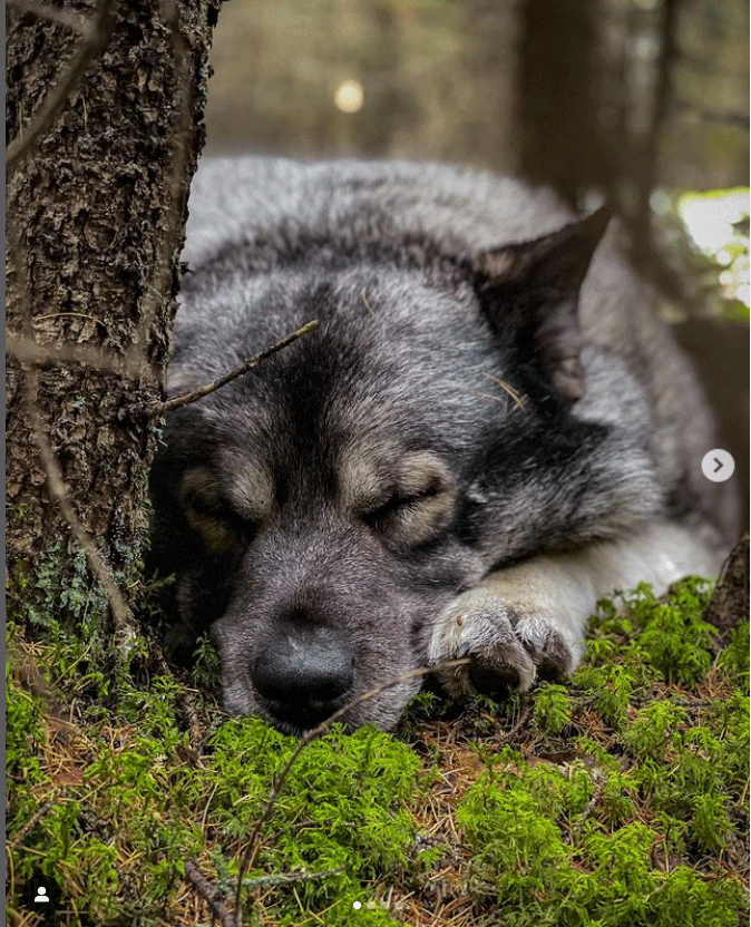 Elkhounds on Moss