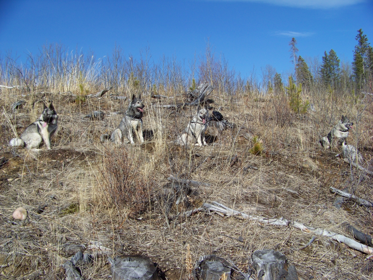 Remote Terrain Hiking in the Fall with 4 Elkhounds