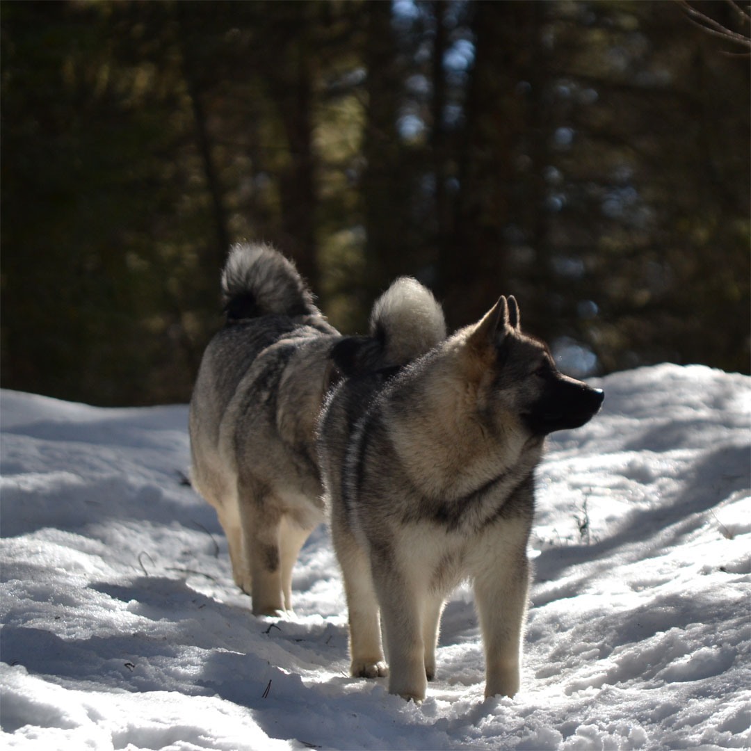 Kai and Tora Preservation breeding Norwegian Elkhounds