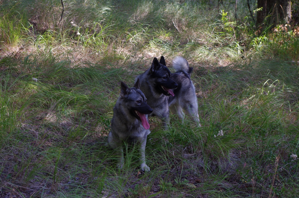 two sibling Norwegian Elkhounds