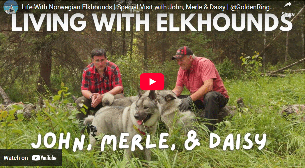 Norwegian Elkhound Preservation Breeding Discussion With Guest John ...