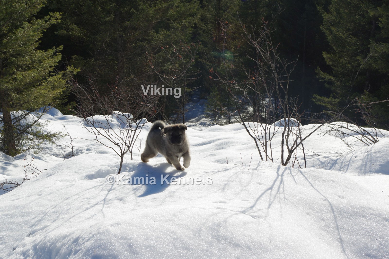 Viking Norwegian Elkhound Pup