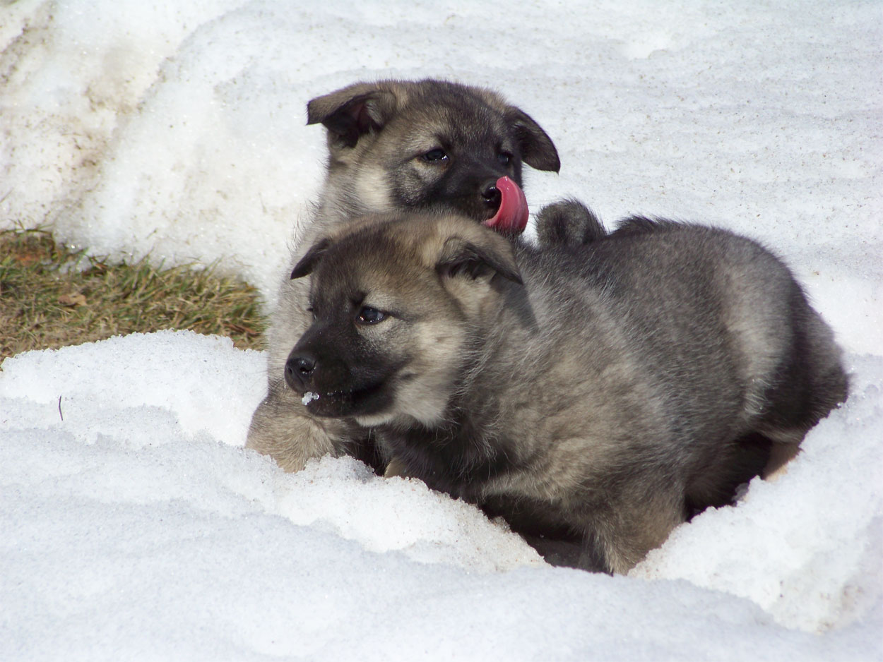 Kamia Kennels Snow Dogs